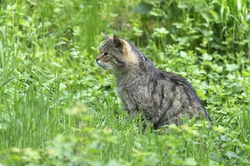 Wildcat (Felis silvestris), in grass, Germany, Europe