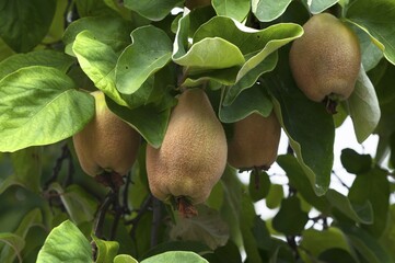 Quinces (Cydonia oblonga) on a tree, Bavaria, Germany, Europe