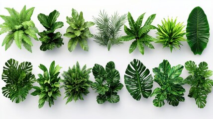 Naklejka premium Set of lush green leaves glistening in sunlight, showcasing nature's vibrant beauty and tranquility.