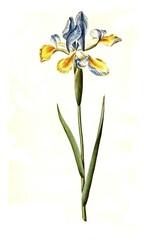 Fototapeta premium Spanish iris, Iris xiphium, Historic, digitally restored reproduction from a 19th century original