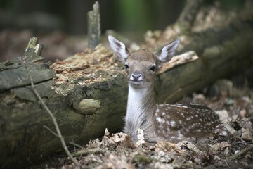 Fallow Deer (Dama dama), fawn, recently born, Allgäu, captive, Bavaria, Germany, Europe