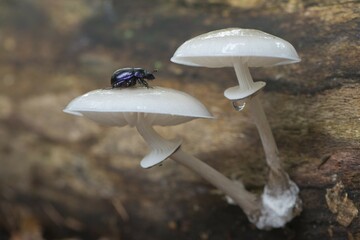 Porcelain fungus (Oudemansiella mucida), with dung beetle (Geotrupes stercorarius), Emsland, Lower Saxony, Germany, Europe