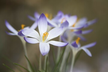 Woodland crocus (Crocus tommasinianus), Lower Saxony, Germany, Europe