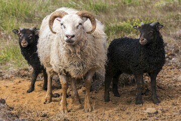 Icelandic sheep (Ovis), Iceland, Europe