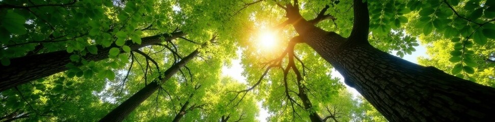Sunlight shines through the foliage of a towering tree, wood, trees, leaves