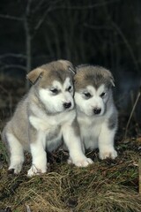 Alaskan Malamute puppies, 30 days old