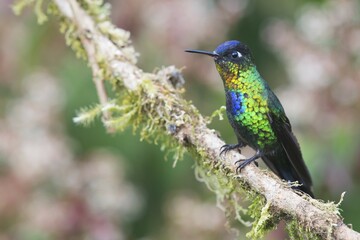 Fiery-throated hummingbird (Panterpe insignis) sitting on branch, Los Quetzales National Park, Costa Rica, Central America