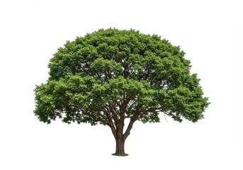Obraz premium A large lush green tree with a thick trunk and spreading branches isolated on a white background