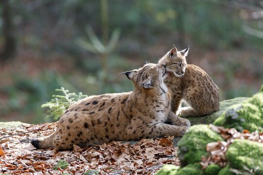 Eurasian lynx (Lynx lynx), mother with young animal for personal hygiene, captive, Germany, Europe