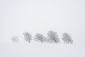 European Beech (Fagus sylvatica), wind-bent beech trees on Schauinsland Mountain in winter,...