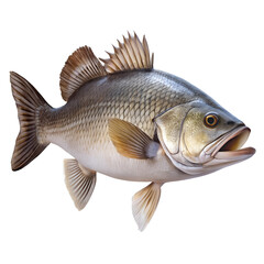 Fototapeta premium barramundi fish on a white background