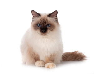 birman cat in studio