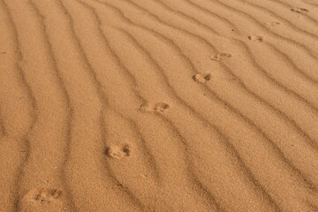 Footprints in the sand, Kalahari Desert, Namibia, Africa