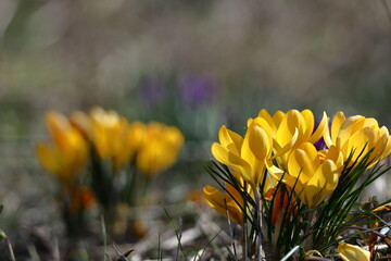 春の訪れを告げる花