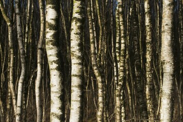 Fototapeta premium Birch trunks (Betula pubescens), Emsland, Lower Saxony, Germany, Europe