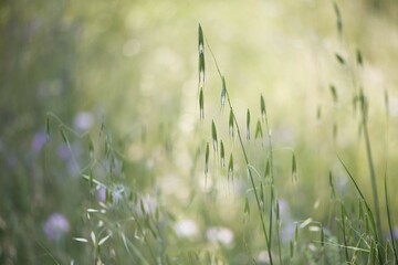 Oats (Avena) and hares tail grass, (Lagurus ovatus), Ile Rousse, Corsica, France, Europe