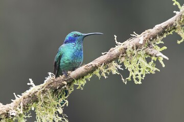 Green violetear (Colibri coruscans) sitting on branch, Los Quetzales National Park, Costa Rica, Central America
