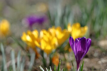 春の訪れを告げる花