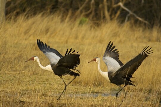 Wattled Crane (Grus carunculatus), pair, about to take flight, Kafue National Park, Zambia, Africa