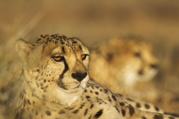 Cheetah (Acinonyx jubatus), male, behind a second male, resting, evening light, captive, Namibia, Africa