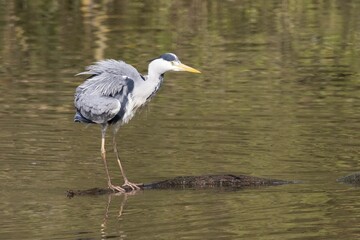 Grey Heron (Ardea cinerea) standing on dead wood in water and shakes plumage, Hesse, Germany, Europe