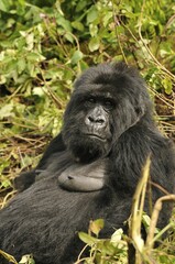 Mountain Gorilla (Gorilla beringei beringei) from the Hirwa group at the foot of the Gahinga Volcano, Parc National des Volcans, Volcanoes National Park, Rwanda, Africa