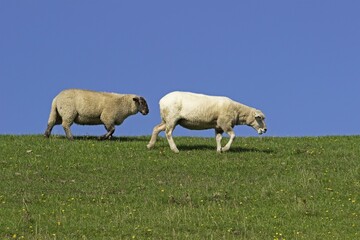 Sheep (Ovis aries) at the dike, Westerhever, Schleswig-Holstein, Germany, Europe