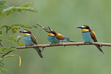 Three bee-eaters (Merops apiaster) with prey in beak, sitting during breeding season on branch, Rhineland-Palatinate, Germany, Europe
