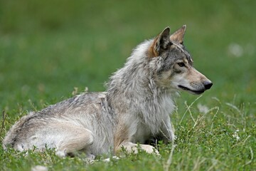 Obraz premium Algonquin wolf (Canis lupus lycaon) lying, captive, Germany, Europe