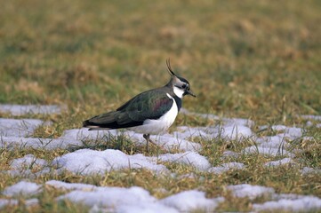 Northern Lapwing (Vanellus vanellus) in the snow