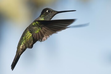 Magnificent Hummingbird (Eugene fulgens) in flight, male, Los Quetzales National Park, Costa Rica, Central America
