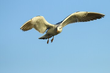 Black-headed gull (Chroicocephalus ridibundus) in flight, Lake Kemnade, Witten, North Rhine-Westphalia, Germany, Europe