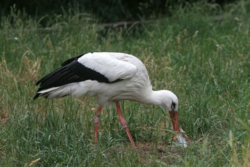 White Stork (Ciconia ciconia) collecting nesting material