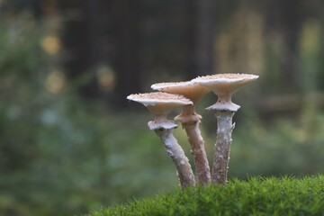 Armillaria solidipes (Armillaria solidipes), Emsland, Lower Saxony, Germany, Europe