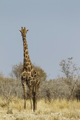 South African giraffe (Giraffa camelopardalis giraffa) male attentively observing waterhole surroundings before approaching, Etosha National Park, Namibia, Africa