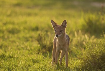 Black-backed Jackal (Canis mesomelas), standing in grassland, Kalahari Desert, Kgalagadi Transfrontier Park, South Africa, Africa