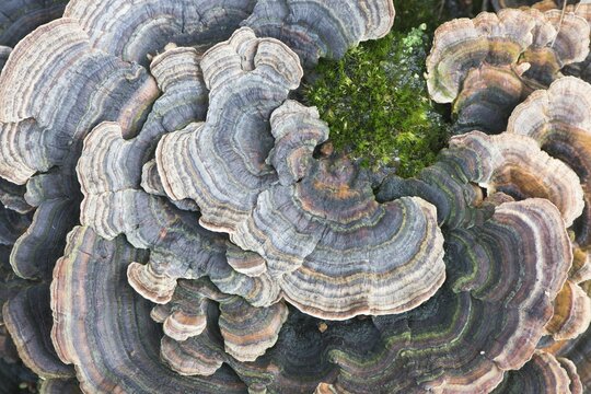 Unji mushroom (Trametes versicolor), Lower Saxony, Germany, Europe