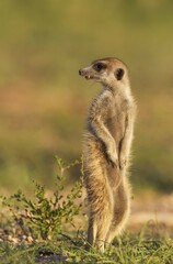 Suricate or meerkat (Suricata suricatta), guard on the lookout, rainy season with green surroundings, Kalahari Desert, Kgalagadi Transfrontier Park, South Africa, Africa