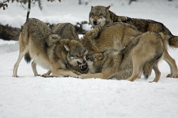 Fighting Wolves (Canis lupus) in the snow, captive, Germany, Europe