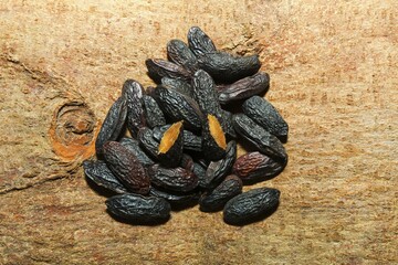 Tonka beans (Dipteryx odorata), Pernambuco, Brazil, South America