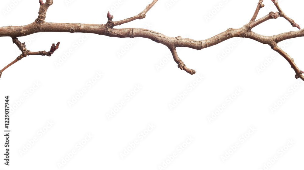 Poster A detailed close-up image of a bare tree branch with small buds, suggesting the beginning of spring.