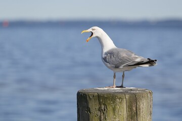 European herring gull (Larus argentatus), calling on a wooden post, Mecklenburg-Western Pomerania, Germany, Europe