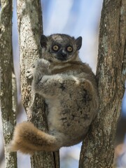 Red-tailed Sportive Lemur (Lepilemur ruficaudatus), Zombitse-Vohibasia National Park, Madagascar, Africa