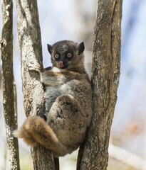Red-tailed Sportive Lemur (Lepilemur ruficaudatus), Zombitse-Vohibasia National Park, Madagascar, Africa