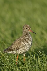 Common Redshank (Tringa totanus), on grass, Texel, The Netherlands, Europe
