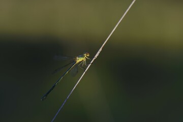 Emerald Damselfly (Lestes sponsa) on a blade of grass, Gro&szlig;es Veen, North Rhine-Westphalia, Germany, Europe