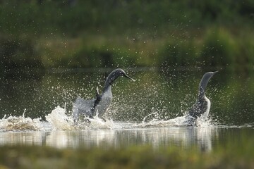 Red-throated Loon or Red-throated Diver (Gavia stellata)