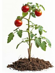 A tomato plant with ripe red tomatoes growing in soil, isolated against a white background, AI generated