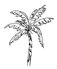 Simple vector ink sketch. Hand drawn palm tree, tropical vegetation, plant, nature. Doodle drawing.