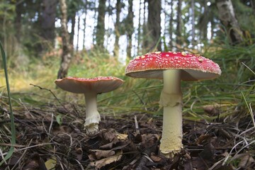 Toadstools (Amanita muscaria), Hesse, Germany, Europe